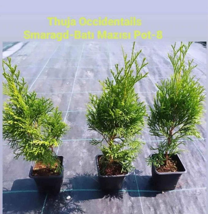 Сенсы кипарисовников.