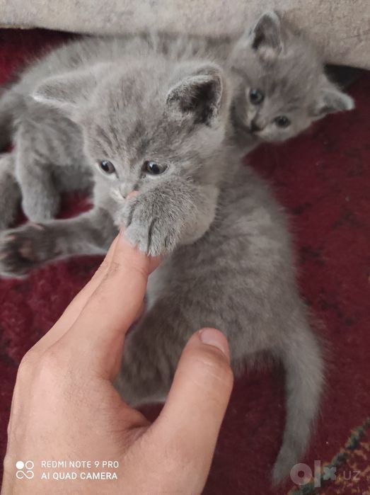Sotish strayt.девочка,мальчик