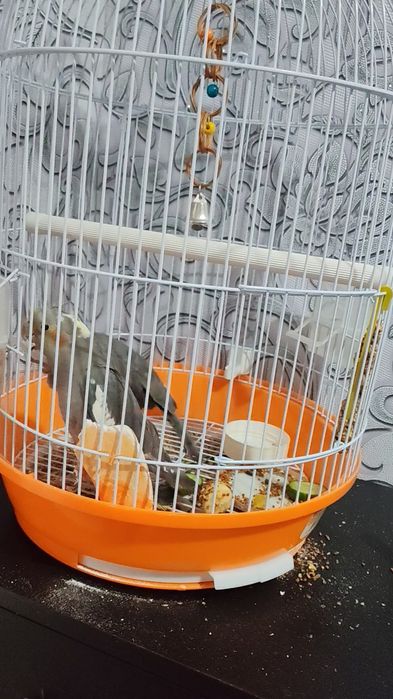 Продам попугая корелла