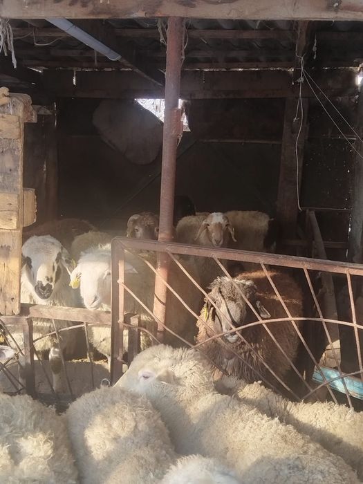 Қой, баран, тоқты, кой