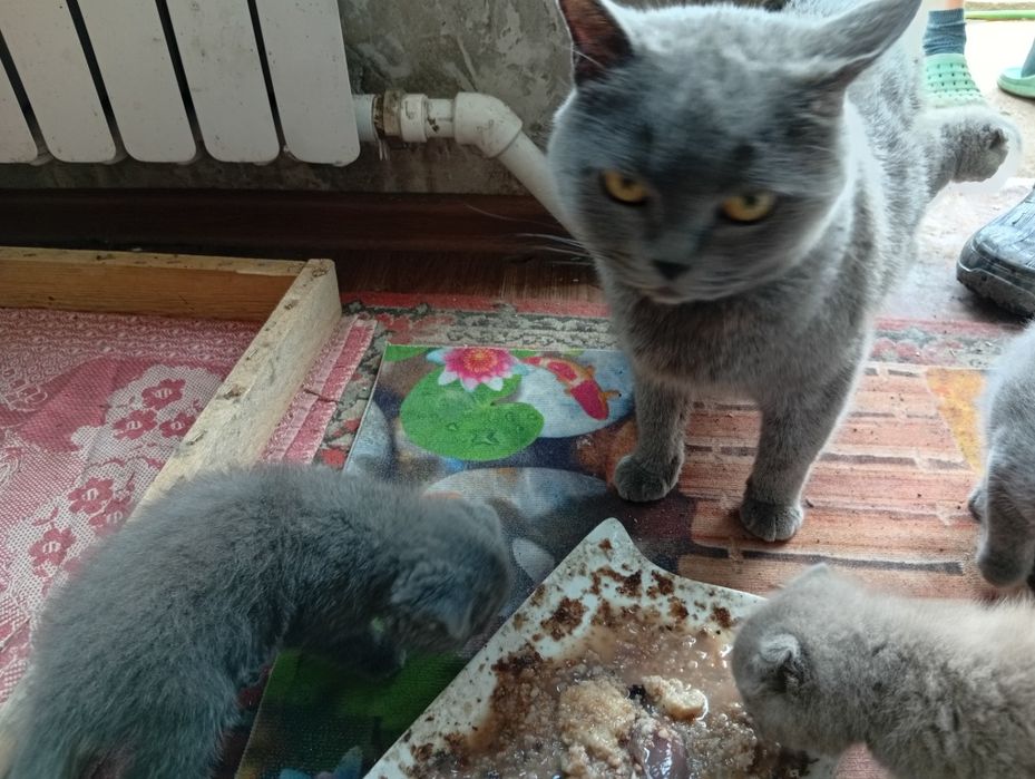 Продаю британцев вислоухих