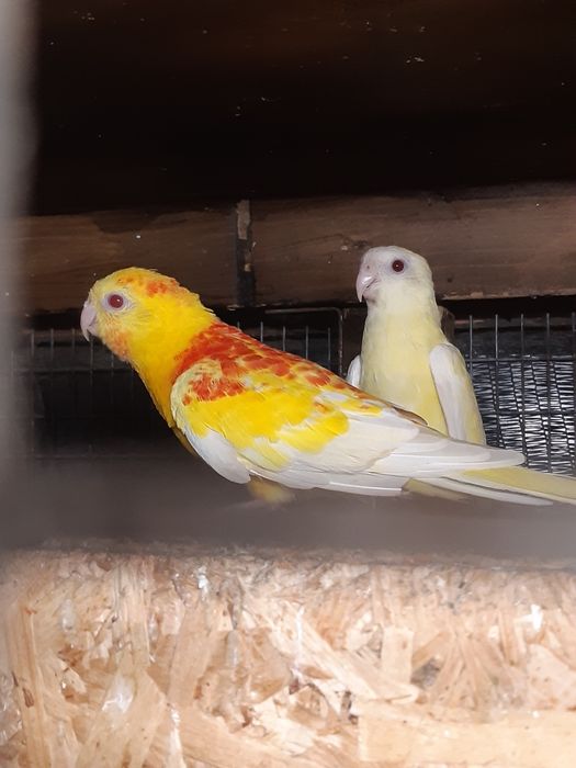 Продавам пойни папагали, финки и диамантени гугутки