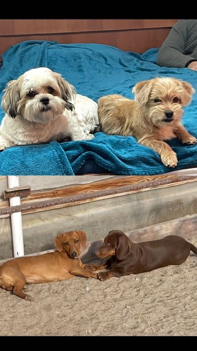 Donez cățeluși metis Teckel + Bichon