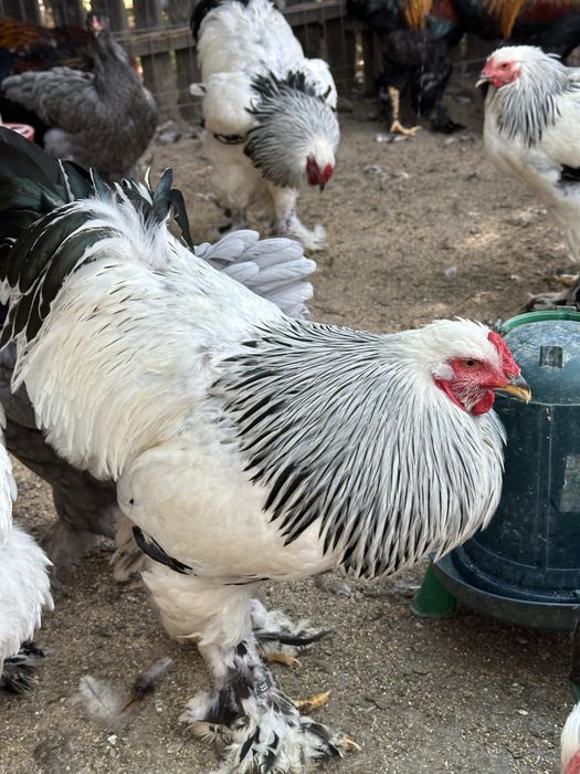 Cocosi brahma potarnichiu si herminat deschis