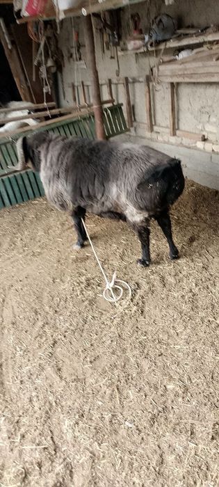 3 ёш Урушкок кучкор сотилади