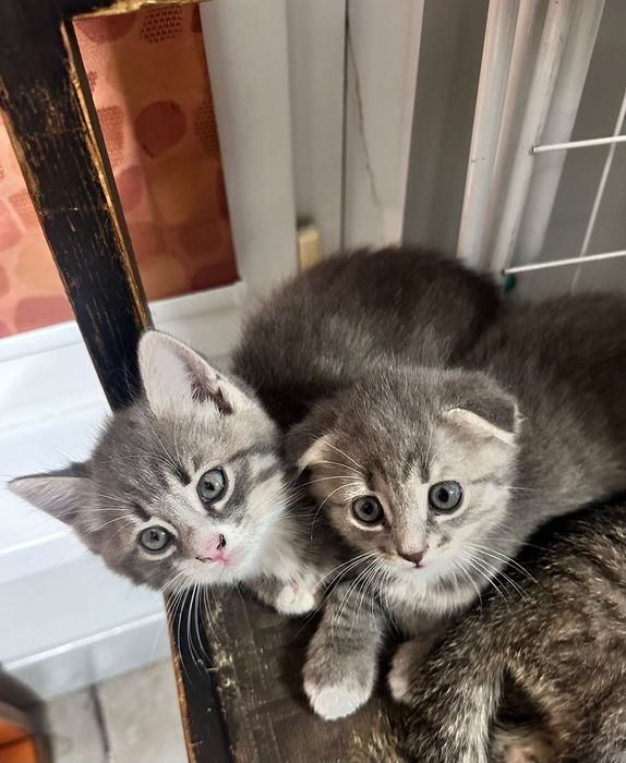 Маленькие три котёнка