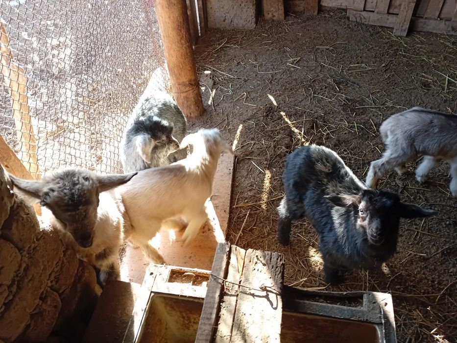 Лақ сатылады 10 000тг