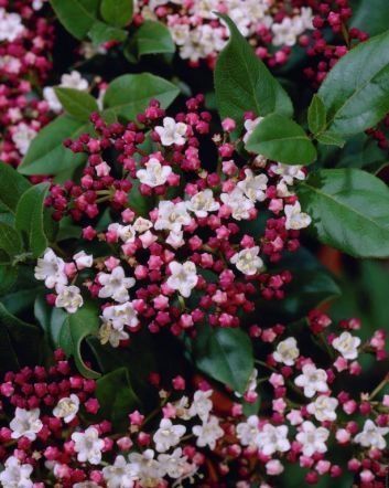 Лаврова Калина (Viburnum Tinus)