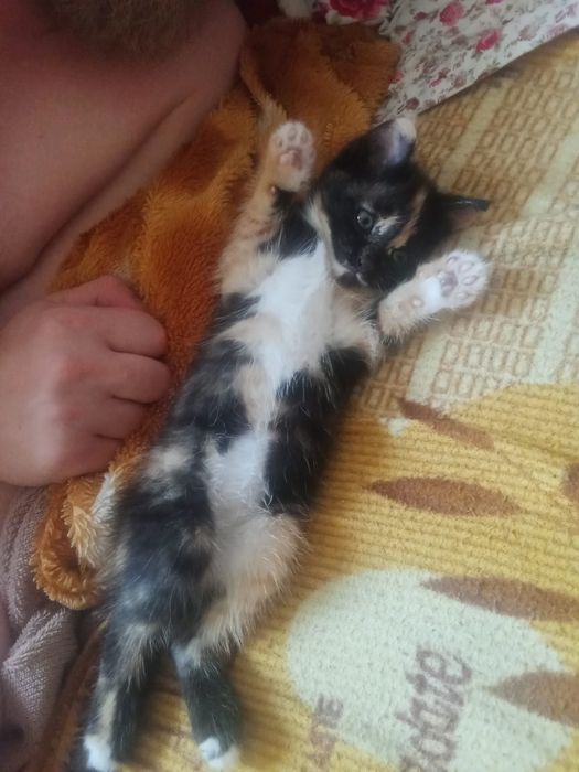 Котенок трехцветный
