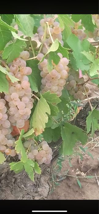 Vând struguri de vin din propria gospodărie
