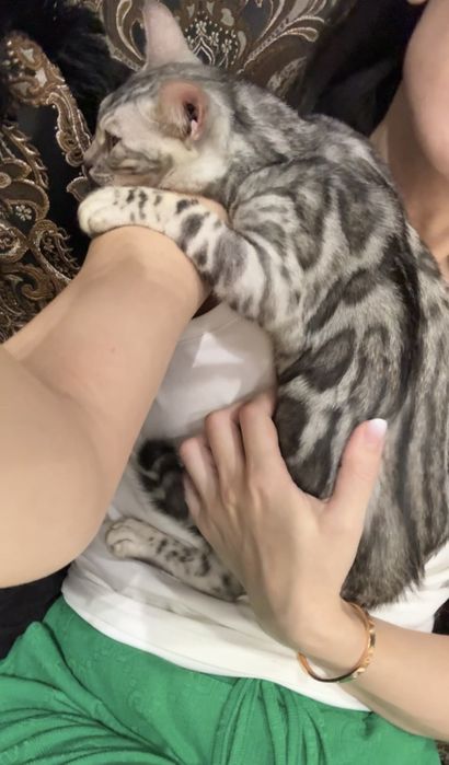 Роскошное Серебро! Чистокровные бенгальские котята