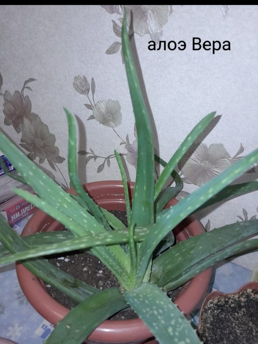 Фикус Бенджамина ,  и другие растения