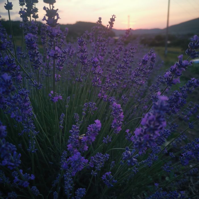 Floare de lavandă uscată / săculeți lavandă.