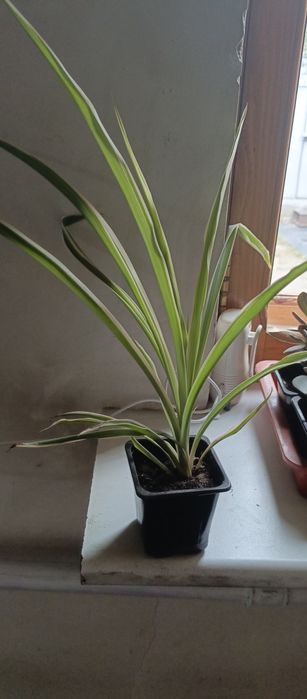 Продаю денежное дерево, хлорофитум, Город