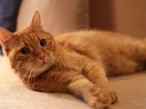 Пропал кот Рыжий