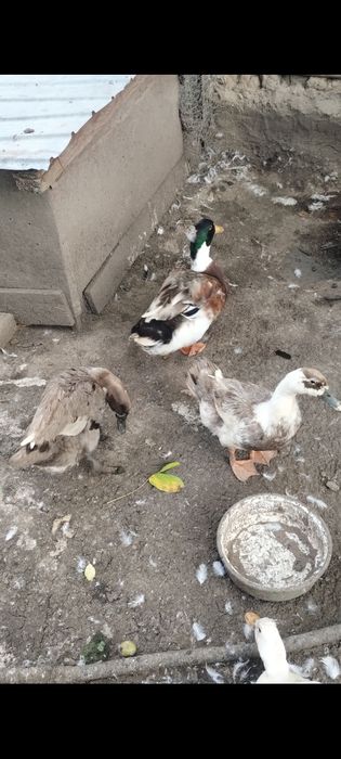 Vând rațe românești