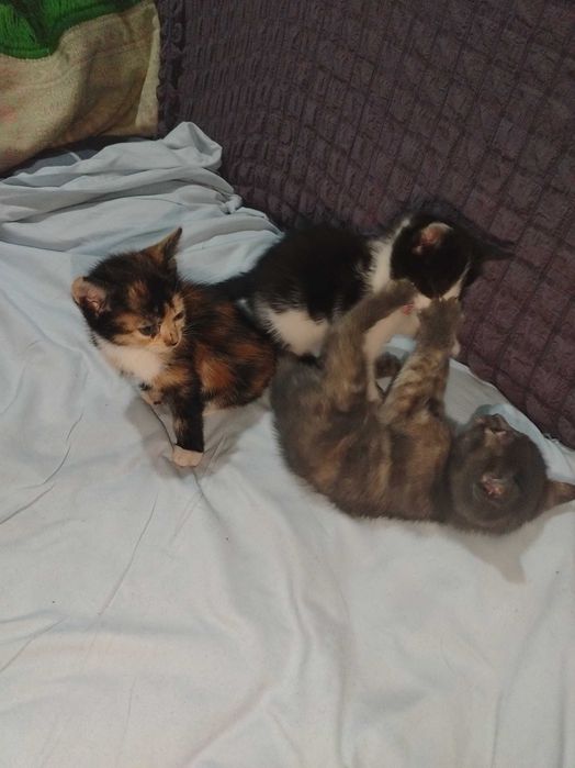 Mushuk bolasi 3ta. Tekinga