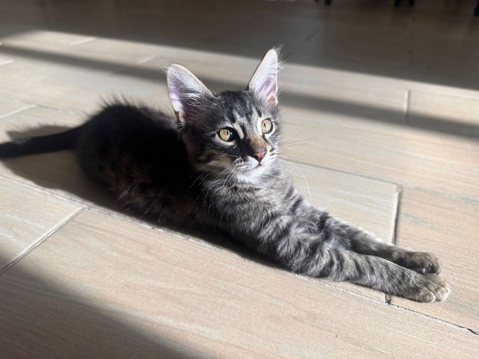 Отдам котят в хорошие руки