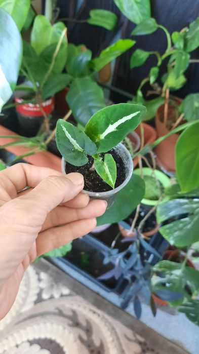 Сингониум разные