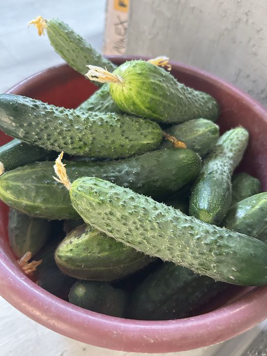 Продам домашние огурчики