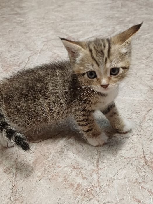 Отдам бесплатно котят