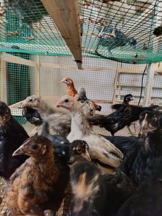 Жужалар сотилади