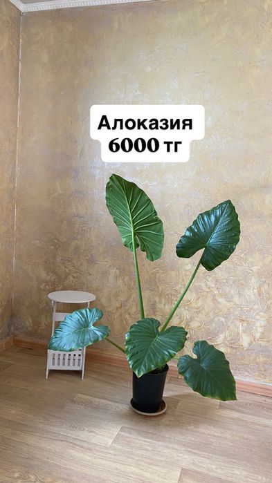 Продам комнатные растения