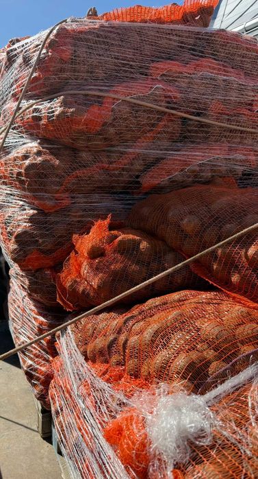 Cartofi roșii/albi - consum/sămânță