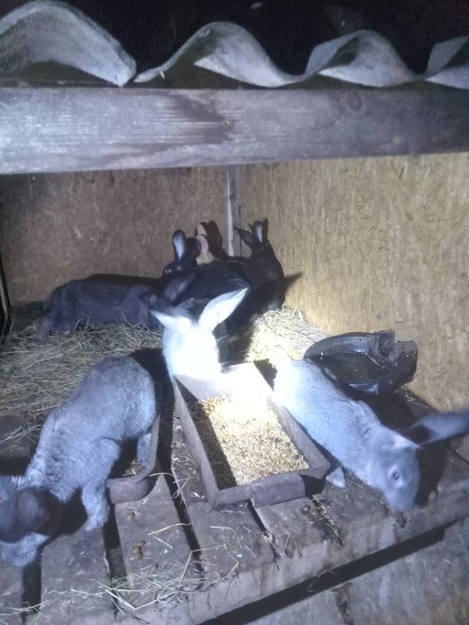 Продам кроликов.