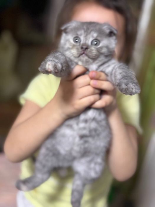 Продаю котят скотишь фолд и страйт