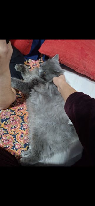 Вязка хайленд страйт длиношерстный