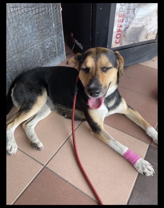 СПЕШНО - куче в нужда от дом