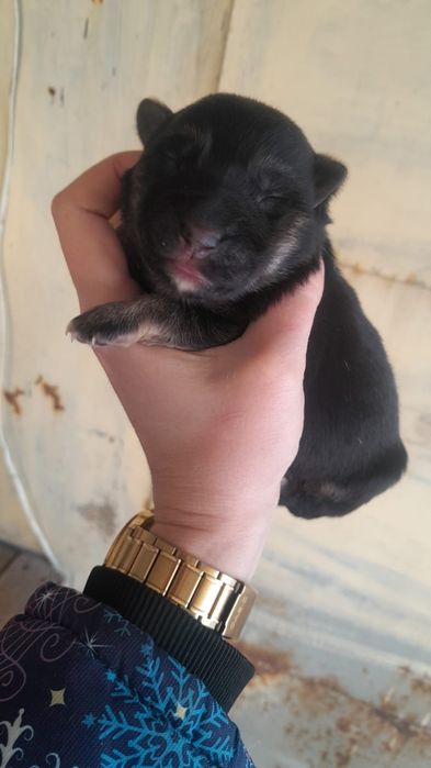 Щенки немецкой овчарки