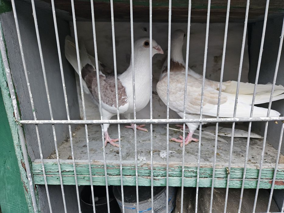 Porumbei voiajori capaciti pe rosu