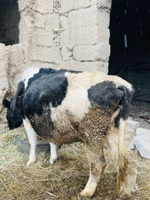 Сиыр сатылады бағасы : 600.000тг