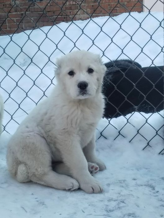 Щенки Среднеазиатской овчарки девочки с отлтродословной