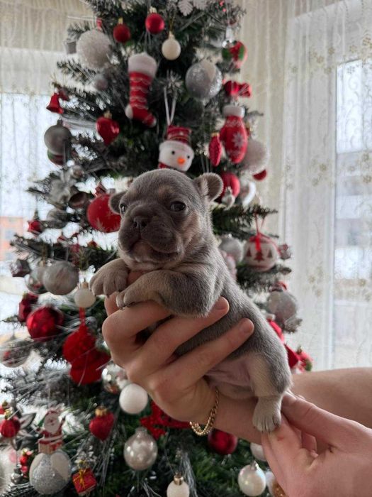 Bulldog francez mascul