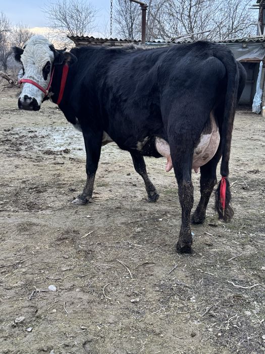 Порода Суттi сиыр