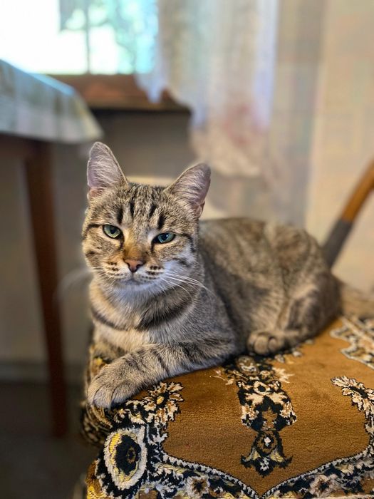 Кошечка ищет дом