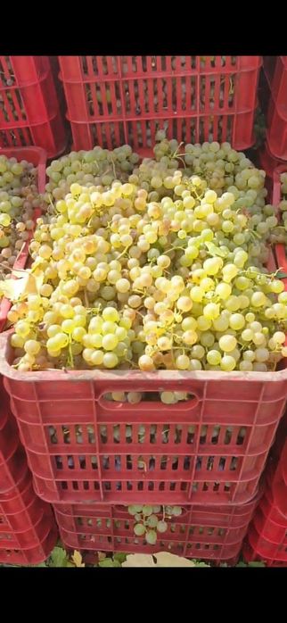 Vand struguri de vin direct de la producător