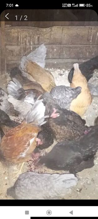 Продам кур, домашних несушек
