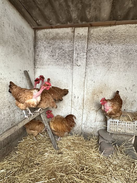 Ouă incubat  Gât Golaș de Transilvania