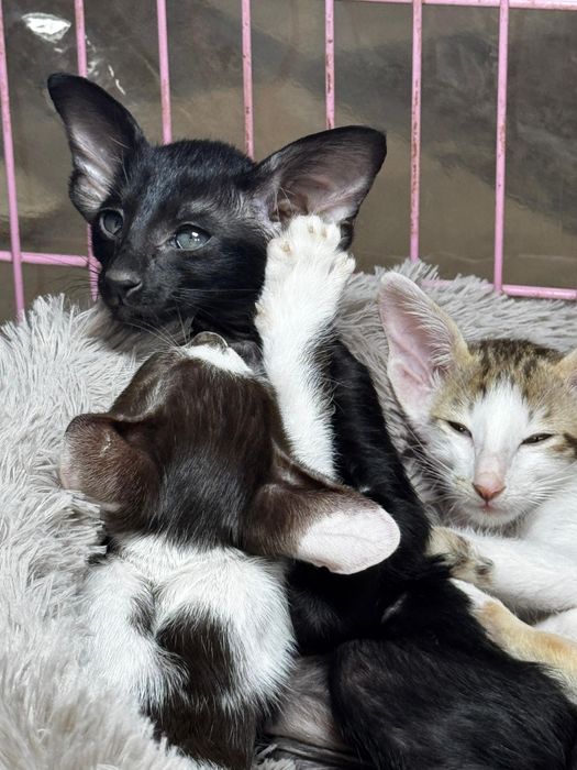 Ориентальные котята
