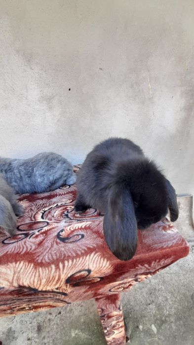 Vând pui iepuri berbec german