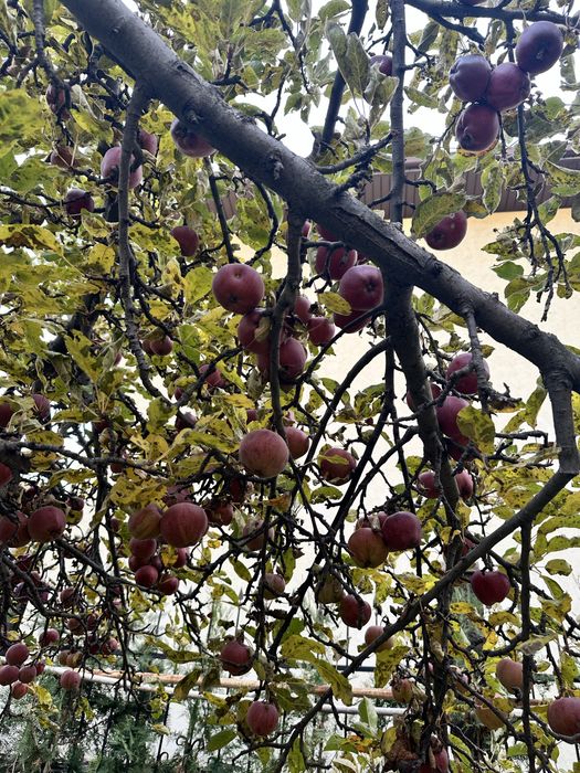 Яблочный уксус домашний