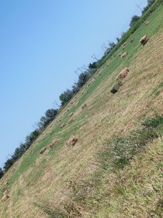 Baloți lucernă cal1