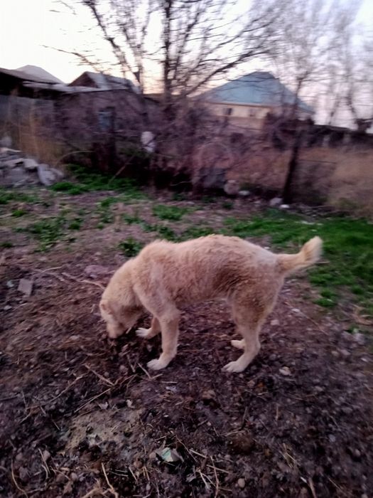 Алабай Собаки Ит ДОГОВОРНАЯ