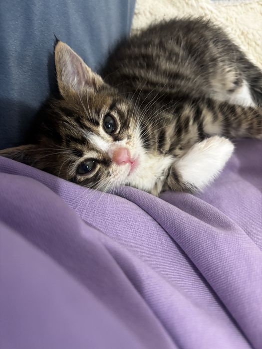 Котенок в добрые руки