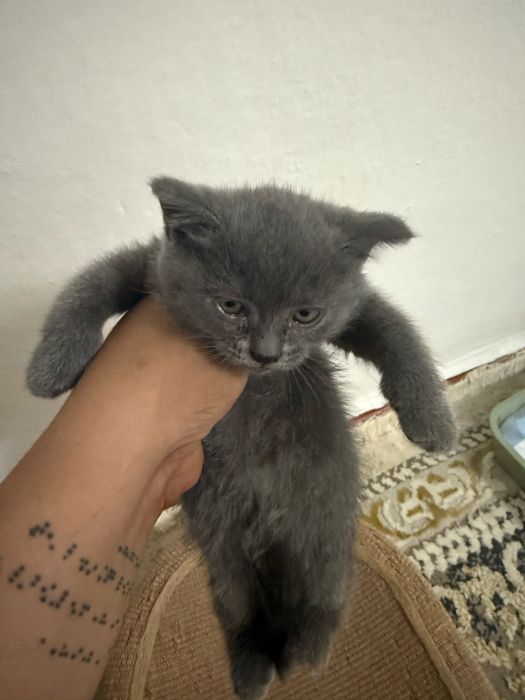 Отдам котенков мальчик и девочка