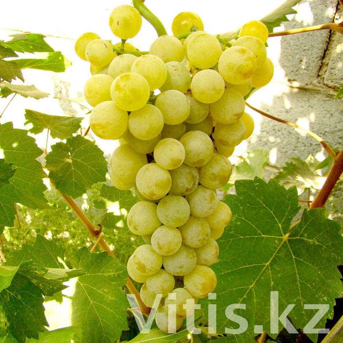 Виноград дружба фото Виноград дружба фото